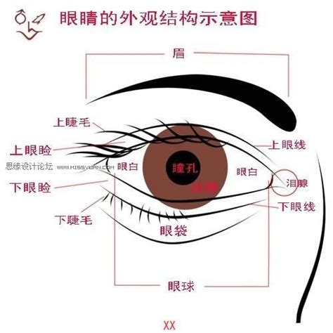 眼角位置|眼角是哪个部位及图片